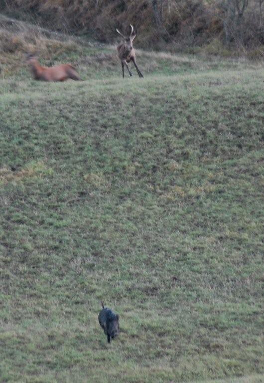 PASSIONE PER IL CERVO